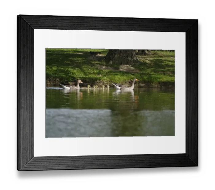 Framed Print : Greylag goose chicks, spring, Germany, Europe