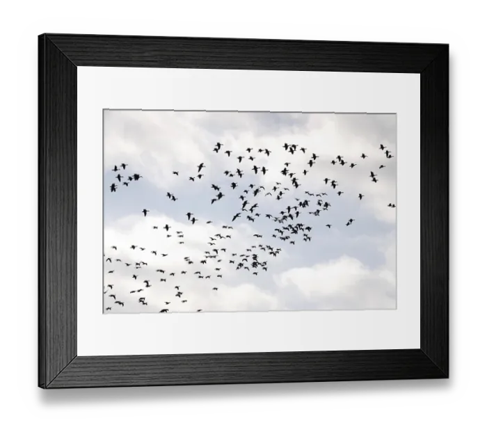 Framed Print : Wild geese in the sky, autumn, Saxony Framed Print : Wild geese in the sky, autumn, Saxony