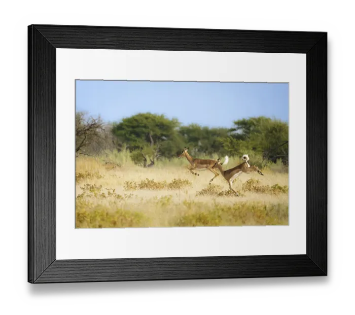 Framed Print : Springboks (Antidorcas marsupialis) running and jumping through yellow grassland