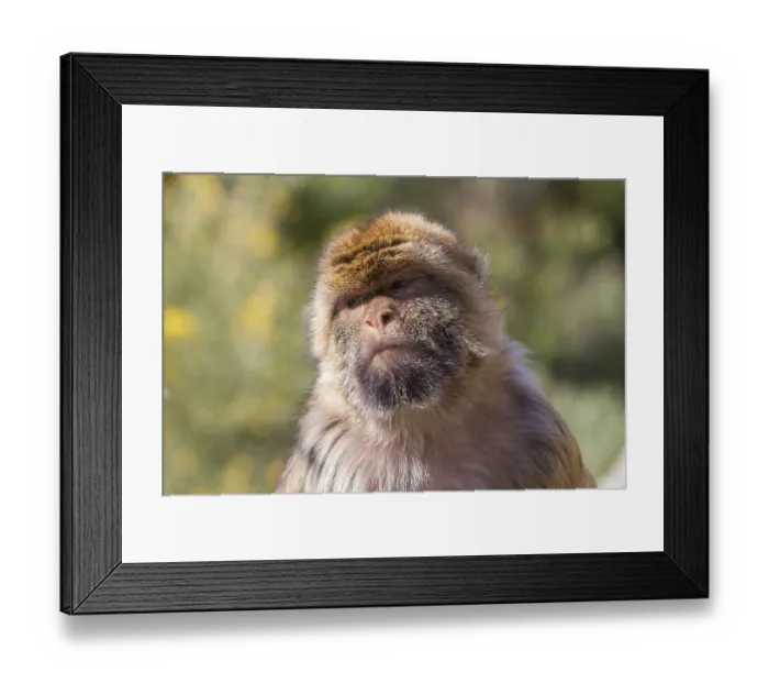 Framed Print : Barbary macaque (Macaca sylvanus)