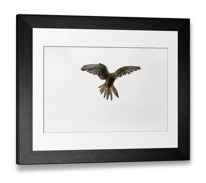 Framed Print : Common kestrel (Falco tinnunculus)