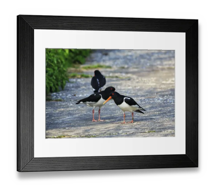 Framed Print : Three oystercatchers (Haematopus ostralegus)