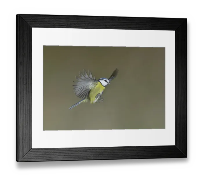 Framed Print : Blue tit (Parus caeruleus) in flight