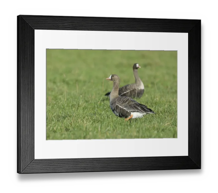 Framed Print : Greater white-fronted goose (Anser albifrons) Male standing in a meadow with female in the background
