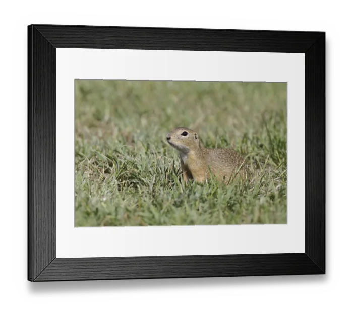 Framed Print : European ground squirrel (Spermophilus citellus) in a meadow Framed Print : European ground squirrel (Spermophilus citellus) in a meadow