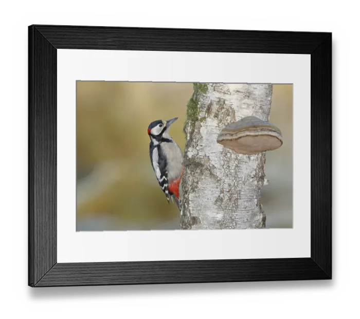 Framed Print : Great spotted woodpecker (Dendrocopos major) male