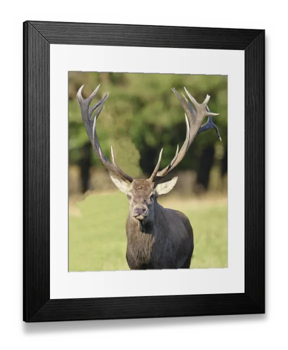 Framed Print : Red deer (Cervus elaphus), capital stag during the rut at the edge of the forest