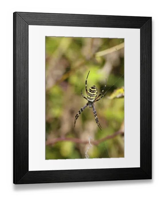 Framed Print : Wasp spider, zebra spider (Argiope bruennichi) on its web in a bramble bush in a vineyard