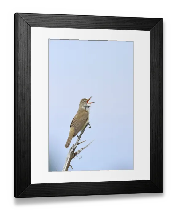Framed Print : Great Reed Warbler (Acrocephalus arundinaceus)