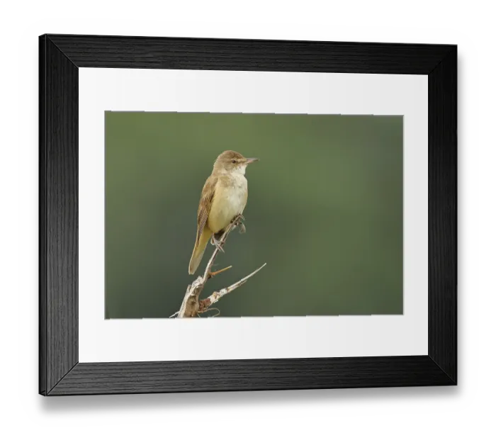 Framed Print : Great Reed Warbler (Acrocephalus arundinaceus) sitting on a twig