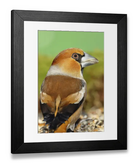 Framed Print : Hawfinch (Coccothraustes coccothraustes) Framed Print : Hawfinch (Coccothraustes coccothraustes)
