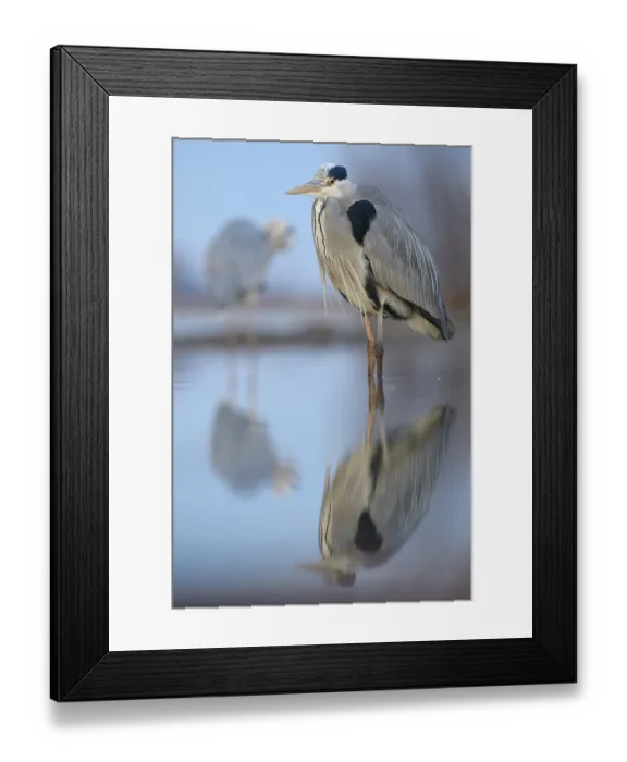 Framed Print : Grey Heron (Ardea cinerea), standing in water with reflection