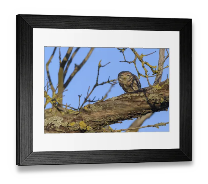Framed Print : Little Owl (Athene noctua), sitting in an apple tree