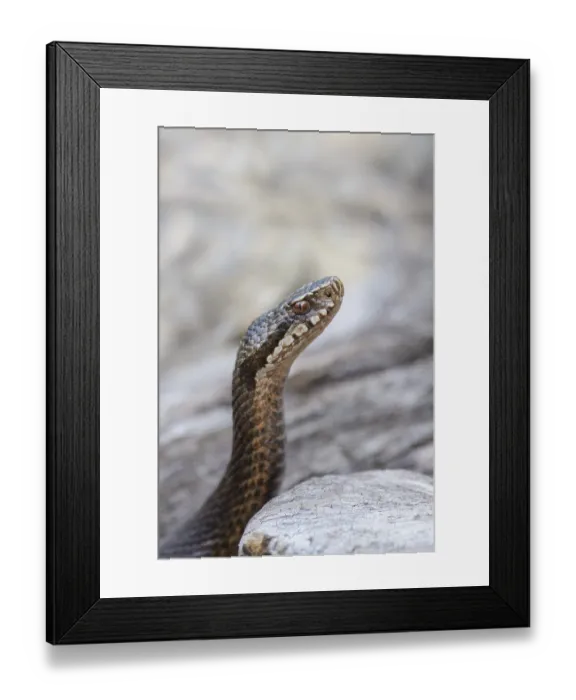Framed Print : Common european viper (Vipera berus) Framed Print : Common european viper (Vipera berus)