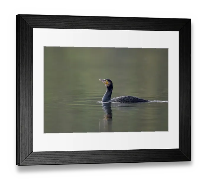 Framed Print : Great cormorant (Phalacrocorax carbo)
