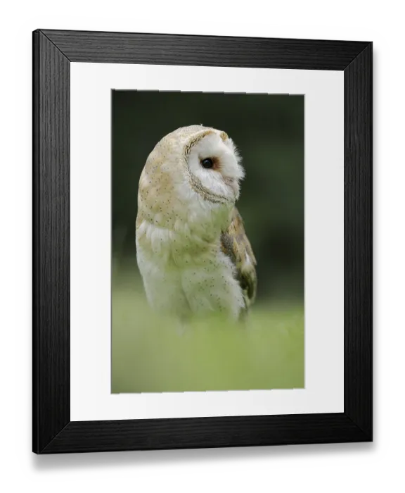 Framed Print : Barn owl (Tyto alba), captive, North Rhine-Westphalia