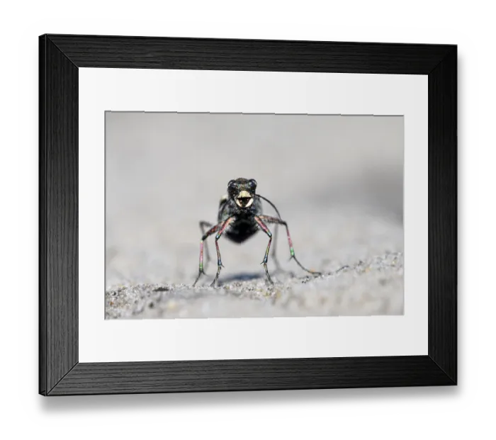 Framed Print : Dune Sand Beetle, northern dune tiger beetle (Cicindela hybrida) Framed Print : Dune Sand Beetle, northern dune tiger beetle (Cicindela hybrida)