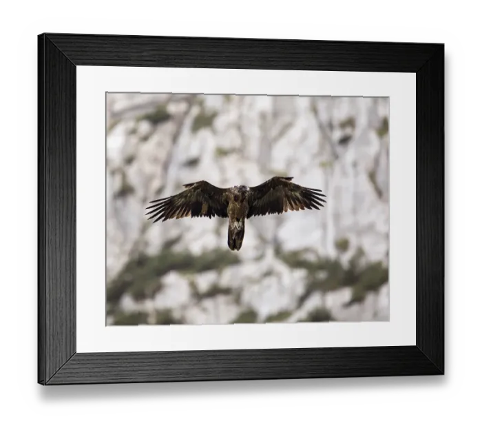 Framed Print : Juvenile bearded vulture (Gypaetus barbatus)