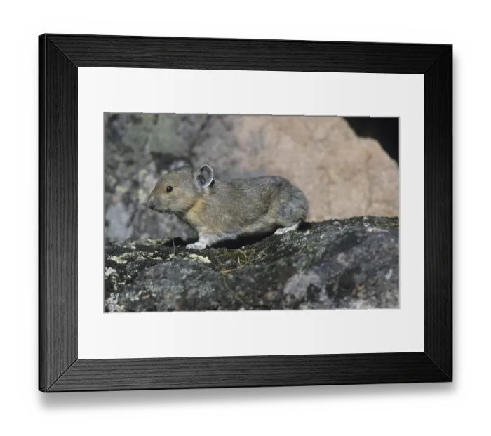 Framed Print : American Pika (Ochotona princeps) Framed Print : American Pika (Ochotona princeps)