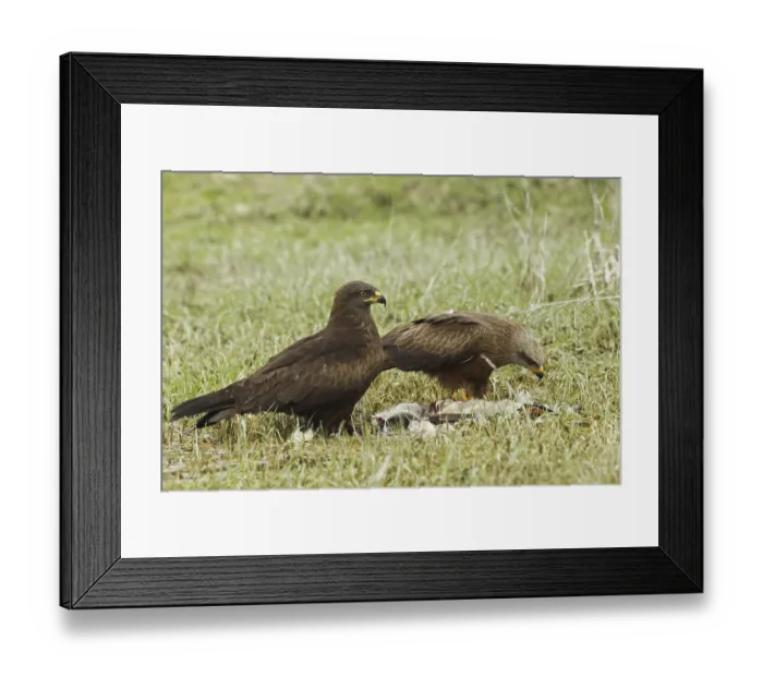 Framed Print : Red Kite (Milvus milvus) on the right and Hybrid Kite (cross between Red and Black Kites)