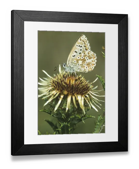 Framed Print : Common blue butterfly (Polyommatus icarus) sucking nectar on a silver thistle (Carlina acaulis) Framed Print : Common blue butterfly (Polyommatus icarus) sucking nectar on a silver thistle (Carlina acaulis)