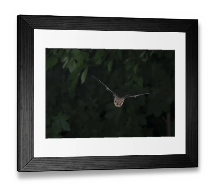 Framed Print : Common pipistrelle (Pipistrellus pipistrellus) hunting insects in front of deciduous forest