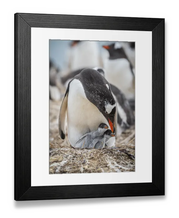 Framed Print : Gentoo penguin (Pygoscelis papua) on a nest with two chicks Framed Print : Gentoo penguin (Pygoscelis papua) on a nest with two chicks