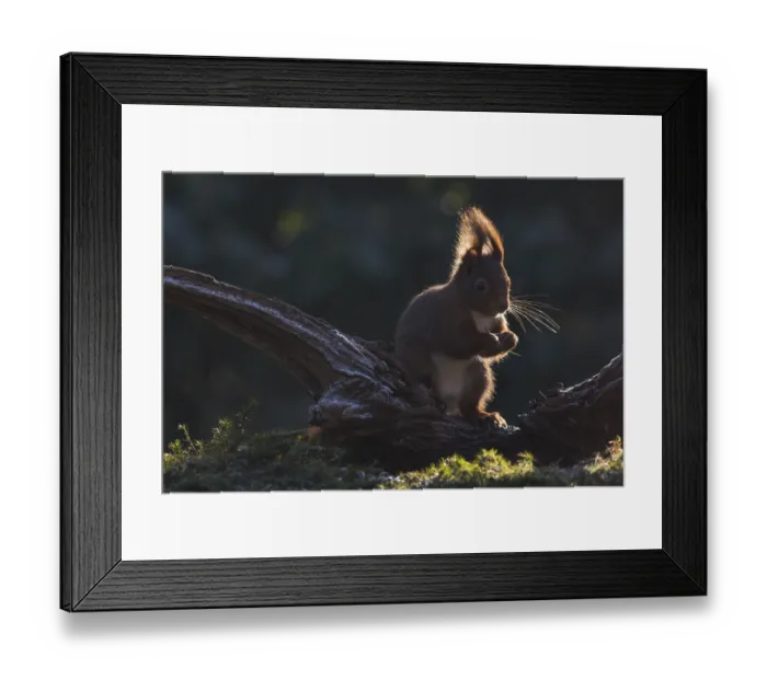 Framed Print : Eurasian red squirrel (Sciurus vulgaris)
