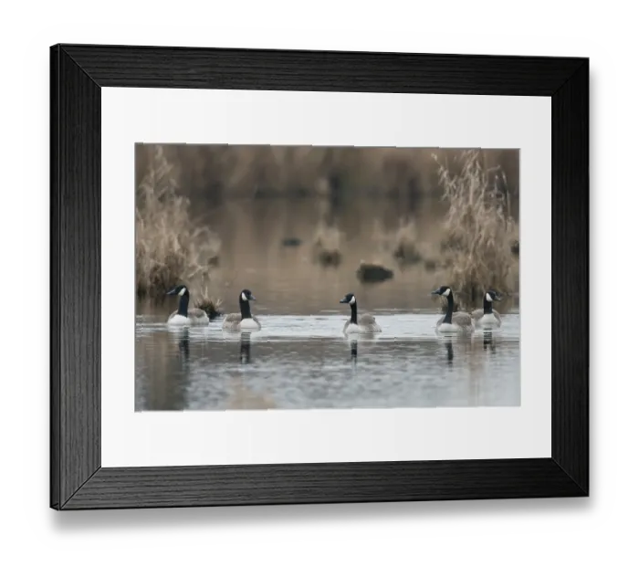 Framed Print : Canada geese (Branta canadensis) Framed Print : Canada geese (Branta canadensis)