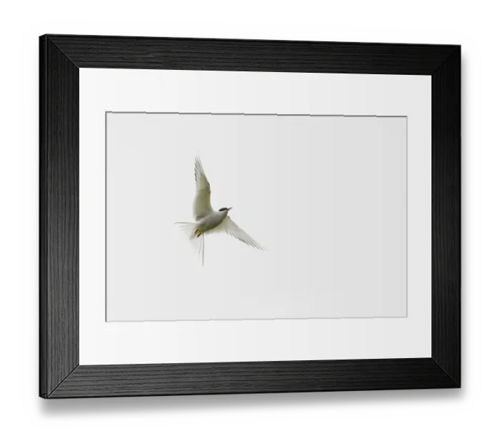 Framed Print : Common Tern (Sterna hirundo), Ersfjordbotn
