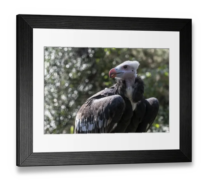 Framed Print : Woolly-headed Vulture (Trigonoceps occidentalis) Framed Print : Woolly-headed Vulture (Trigonoceps occidentalis)