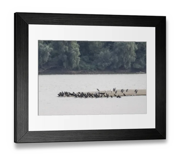 Framed Print : Grey heron (Ardea cinerea) and great cormorant (Phalacrocorax carbo) on a sandbank in the Danube Framed Print : Grey heron (Ardea cinerea) and great cormorant (Phalacrocorax carbo) on a sandbank in the Danube