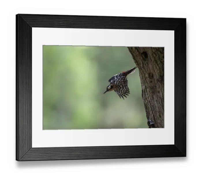 Framed Print : Great spotted woodpecker (Dendrocopos major)