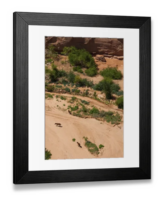 Framed Print : Horses in the dry, barren landscape of Chelly Canyon Framed Print : Horses in the dry, barren landscape of Chelly Canyon