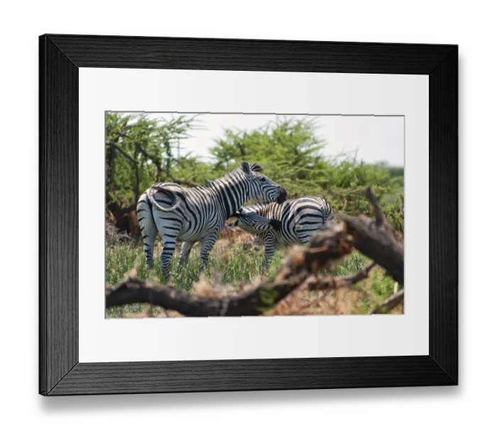 Framed Print : Zebras, zebra, plains zebra (Equus quagga)