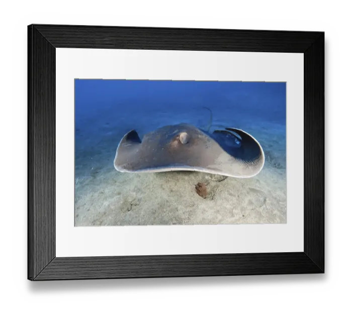 Framed Print : Round stingray (Taeniura grabata) Framed Print : Round stingray (Taeniura grabata)