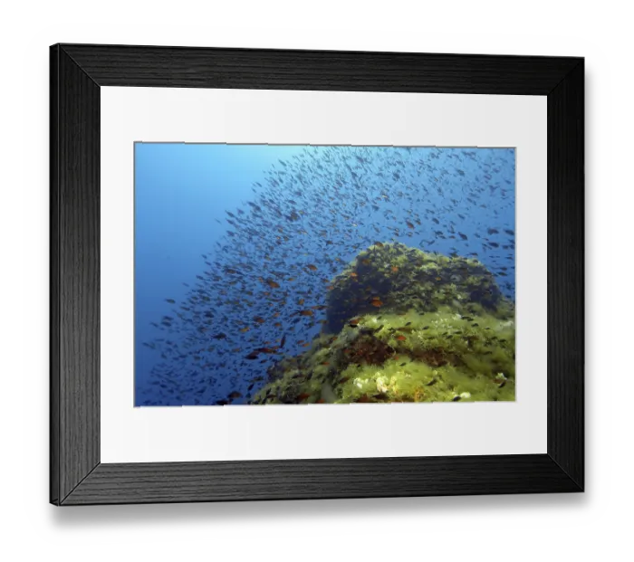 Framed Print : Shoal of Mediterranean Flagfish