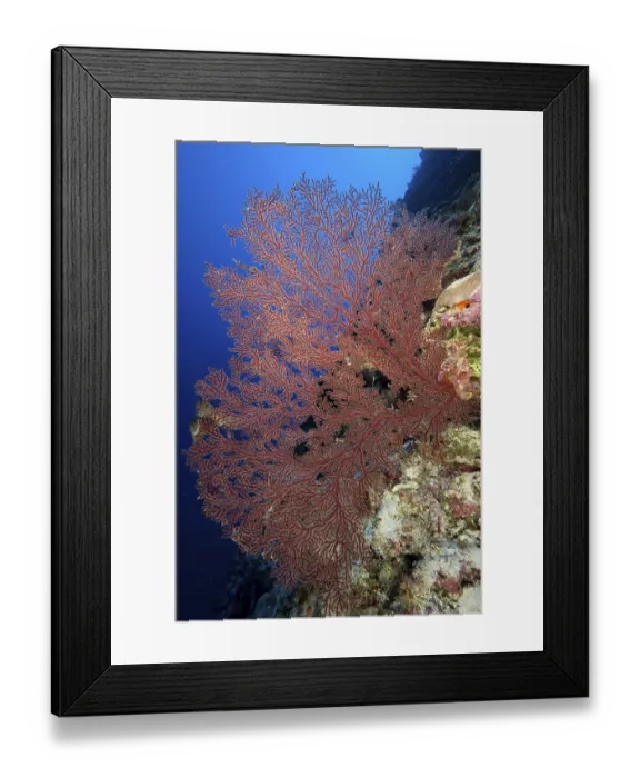 Framed Print : Orange Sea Fan (Acanthogorgia) Framed Print : Orange Sea Fan (Acanthogorgia)