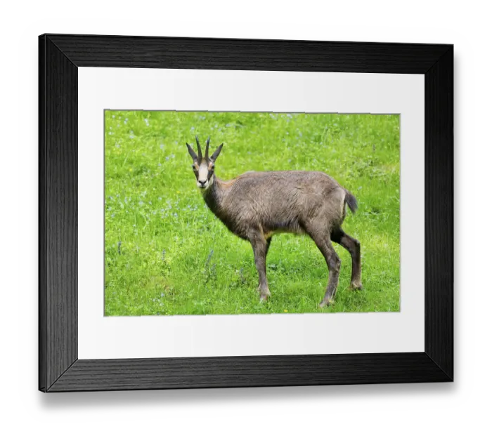 Framed Print : Chamois (Rupicapra rupicapra), meadow Framed Print : Chamois (Rupicapra rupicapra), meadow