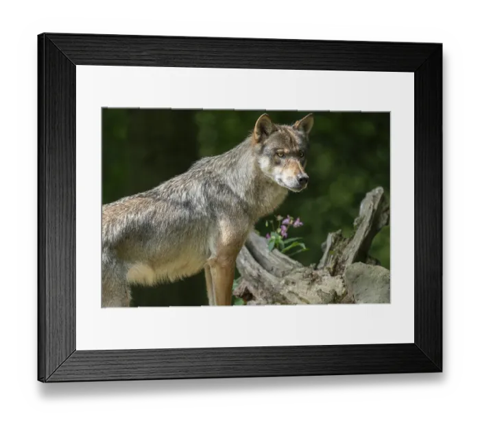 Framed Print : Gray wolf (Canis lupus) looking attentively