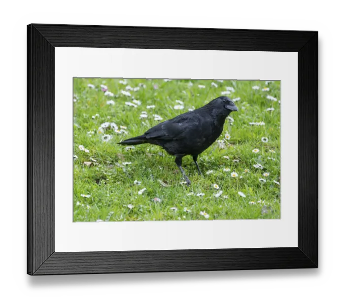 Framed Print : Carrion crow (Corvus corone) standing in a meadow