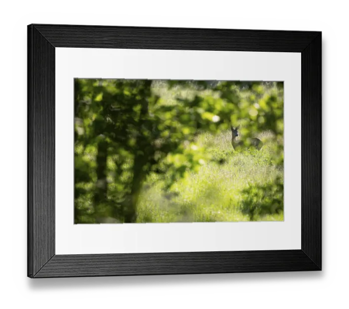 Framed Print : European roe deer (Capreolus capreolus)