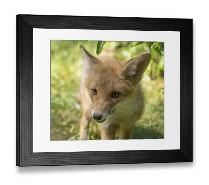 Framed Print : Red fox (Vulpes vulpes), young