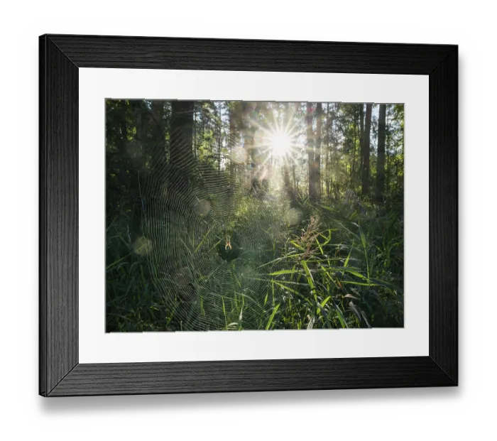 Framed Print : Mixed forest, spider web with cross spider (Araneus)