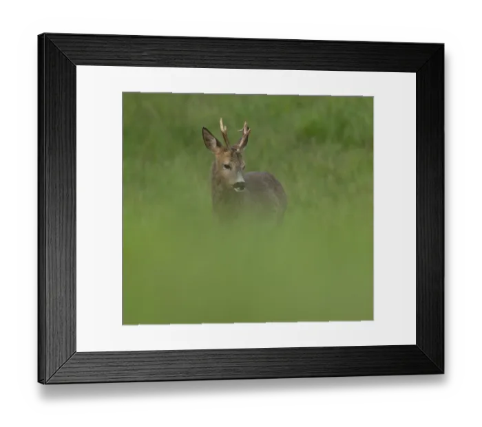 Framed Print : Roe deer (Capreolus capreolus) Framed Print : Roe deer (Capreolus capreolus)