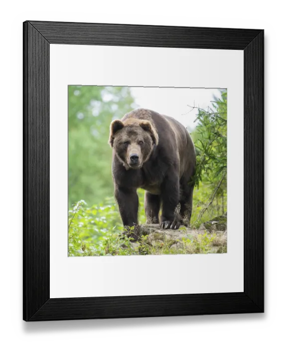 Framed Print : Brown bear (Ursus arctos) stands on a rock and looks attentively Framed Print : Brown bear (Ursus arctos) stands on a rock and looks attentively