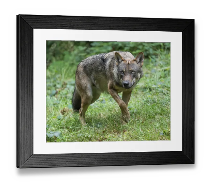 Framed Print : Wolf (Canis lupus) walks through its territory and looks attentively