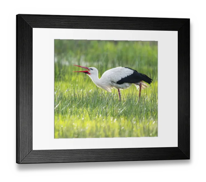 Framed Print : White stork (Ciconia ciconia) foraging in a meadow