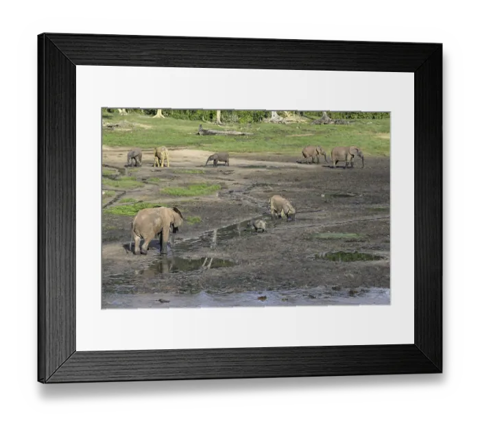 Framed Print : Giant african forest elephants (Loxodonta cyclotis) in the Dzanga Bai forest clearing Framed Print : Giant african forest elephants (Loxodonta cyclotis) in the Dzanga Bai forest clearing