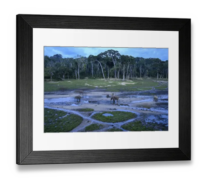 Framed Print : African forest elephant (Loxodonta cyclotis) in the Dzanga Bai forest clearing